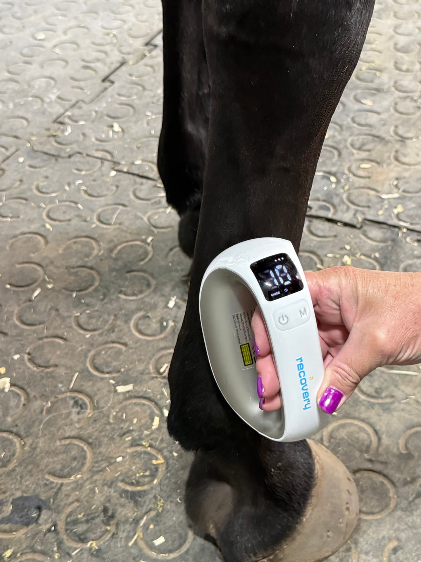 Questrian Recovery handheld device beside a horse’s lower leg