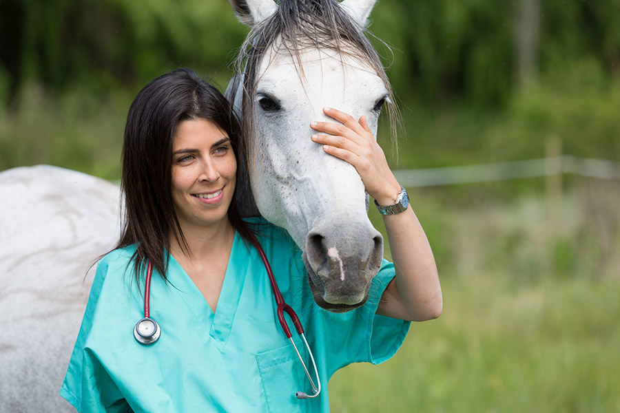 Questrian Pro vs. 100x Laser: Which Equine Therapy Device Delivers Better Results?