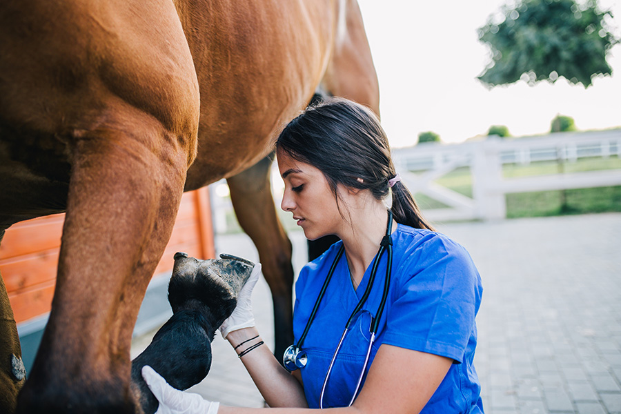 Horse Laser Therapy: Pros and Cons – What Every Equine Owner Needs to Know