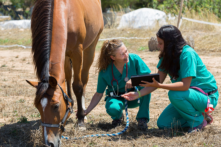 Advanced Laser Therapy for Performance Horses and Large Animals: Beyond Traditional Treatment Methods - Featured Image