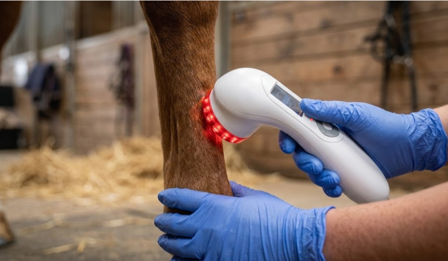 Healix Questrian equine laser therapy device treating tendon on a horse's lower foreleg.
