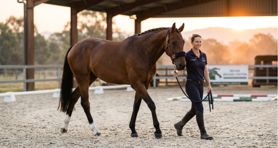 Bay Warmblood performance horse walking on hard ground during tendon injury rehabilitation.
